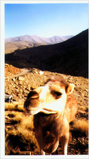 Morocco_camel very close