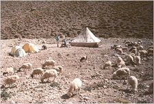 Sheep_Tents