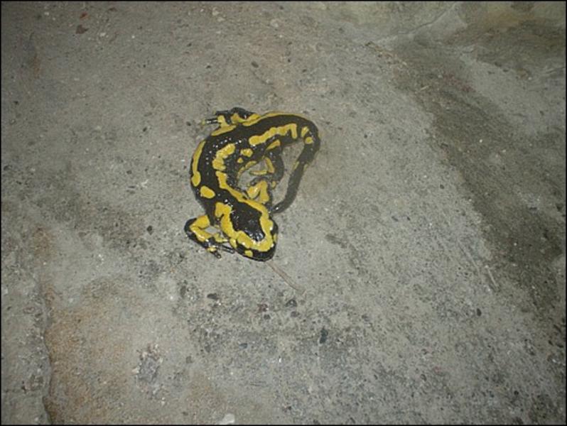 05-02_Vercors_iccc_cspa_39