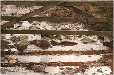 jana carga - bullpot farm -img_2271