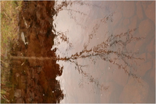 jana carga - bullpot farm -img_2279