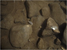 2010-04-17-12.55.08 - Jarvist Frost - Canon Powershot G5 - shrimp in pool at bottom of mon petit pitch