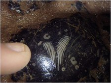 Simon Nouis - Eastwater Cavern - P1230059