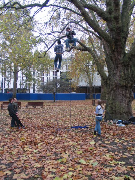 tree train - early november 1