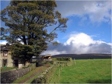 jana carga - greenclose - trees and clouds