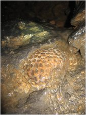 gb - fossil sponge on wet gulley climb below waterfall