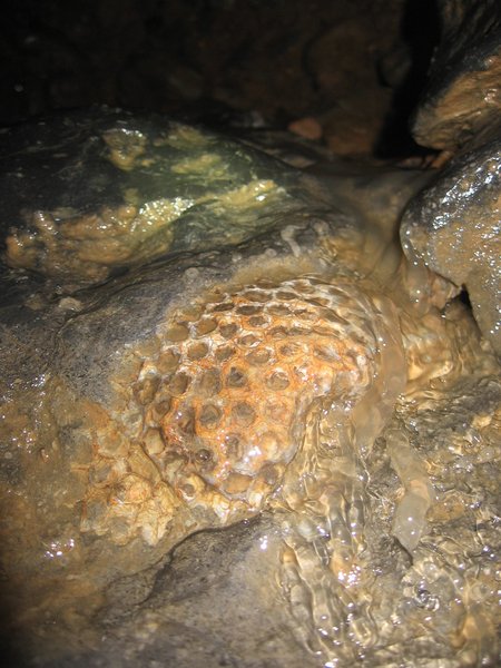 gb - fossil sponge on wet gulley climb below waterfall