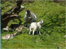 daniel greenwald - DSCF1037