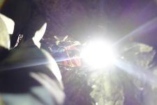 2016-09-24_11h29m-RhysTyers-SonyRX100III-LargePot-DSC03006