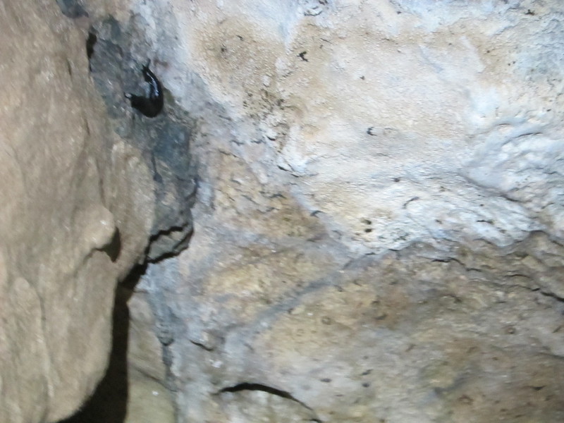 2016-10-30_16h38m-BenHonan-PowerShotS95-AgenAllwedd-IMG_0225